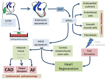 More than Just a Simple Cardiac Envelope; Cellular Contributions of the Epicardium